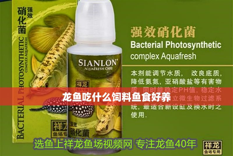 龍魚吃什么飼料魚食好養