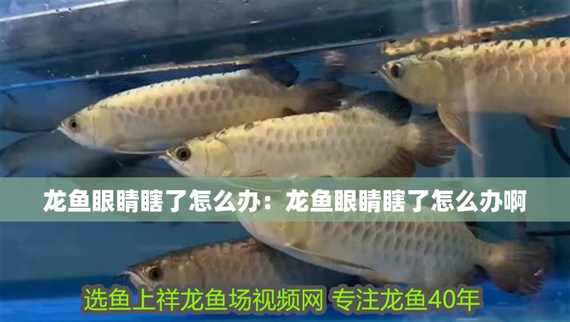 龍魚眼睛瞎了怎么辦：龍魚眼睛瞎了怎么辦啊