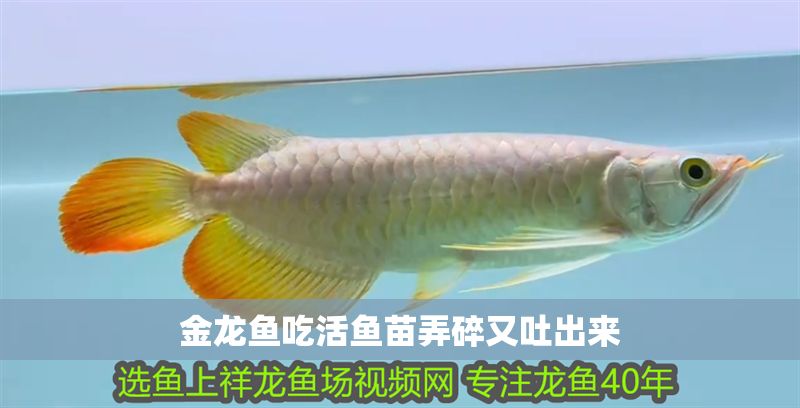金龍魚吃活魚苗弄碎又吐出來