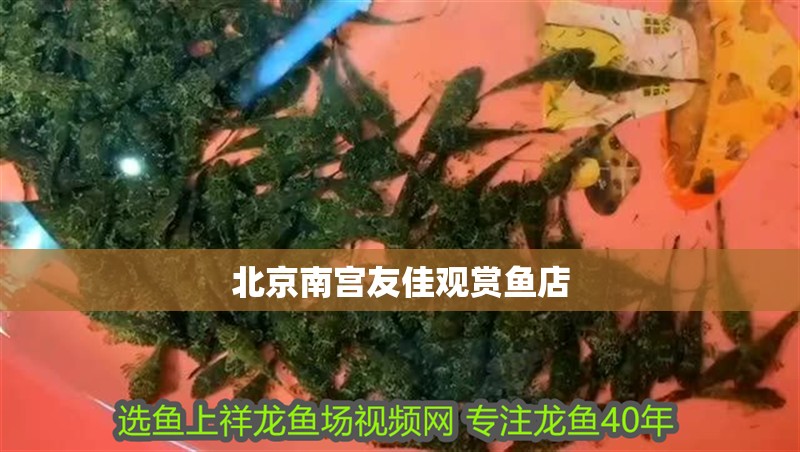 北京南宮友佳觀賞魚店