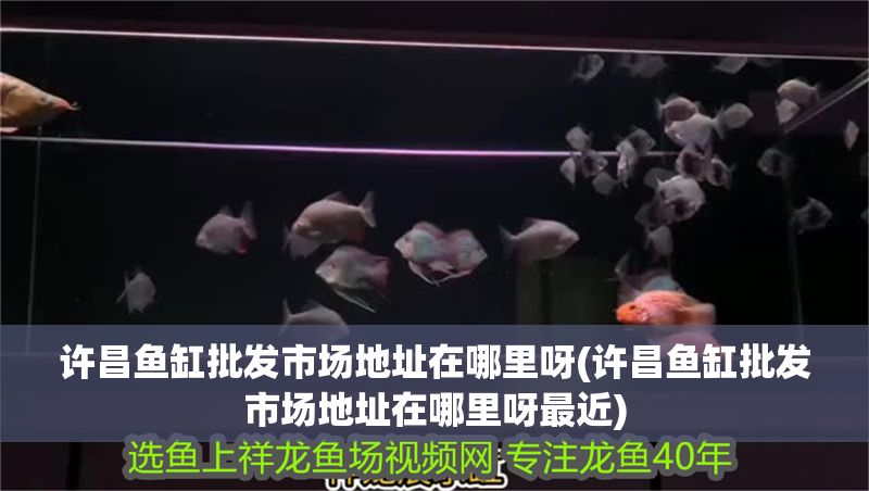 許昌魚缸批發市場地址在哪里呀(許昌魚缸批發市場地址在哪里呀最近)