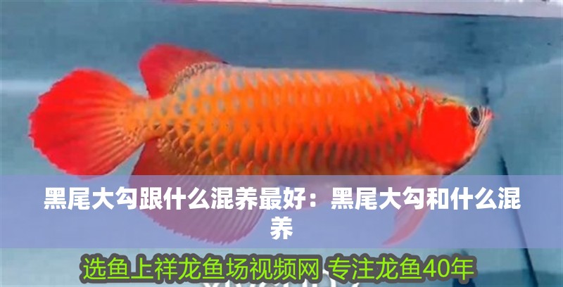 黑尾大勾跟什么混養最好：黑尾大勾和什么混養