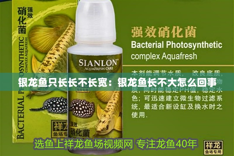 銀龍魚只長長不長寬:銀龍魚長不大怎么回事 水族問答 銀龍魚只長長不長寬:銀龍魚長不大怎么回事 銀龍魚只長長不長寬:銀龍魚長不大怎么回事 水族問答