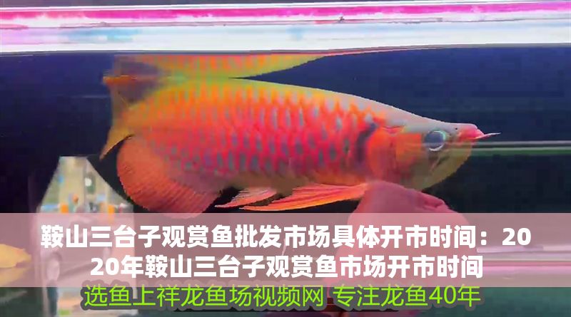 鞍山三臺子觀賞魚批發市場具體開市時間：2020年鞍山三臺子觀賞魚市場開市時間 鞍山三臺子觀賞魚批發市場具體開市時間：2020年鞍山三臺子觀賞魚市場開市時間 龍魚百科 第1張