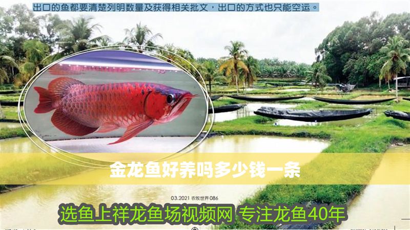 金龍魚好養(yǎng)嗎多少錢一條