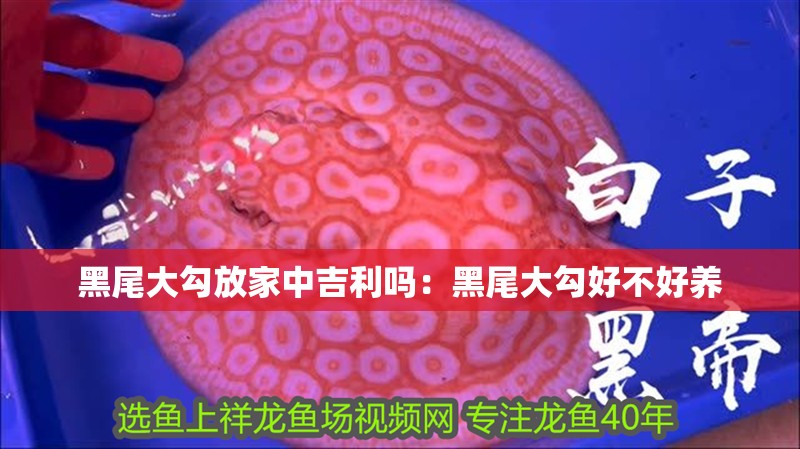 黑尾大勾放家中吉利嗎：黑尾大勾好不好養 黑尾大勾放家中吉利嗎：黑尾大勾好不好養 龍魚百科 第2張