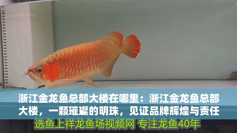 浙江金龍魚總部大樓在哪里：浙江金龍魚總部大樓，一顆璀璨的明珠，見證品牌輝煌與責任擔當