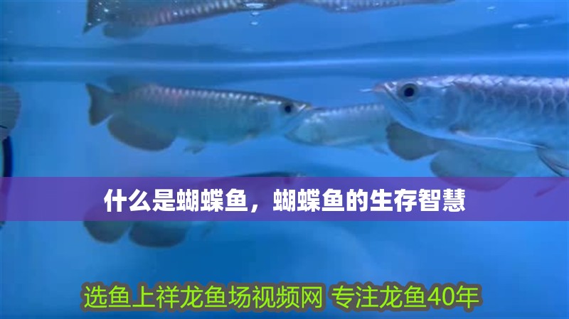 什么是蝴蝶魚，蝴蝶魚的生存智慧