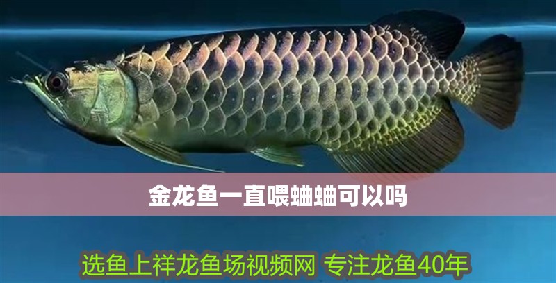 金龍魚(yú)一直喂蛐蛐可以嗎