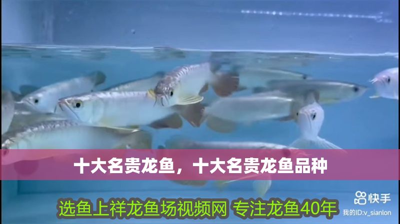 十大名貴龍魚，十大名貴龍魚品種