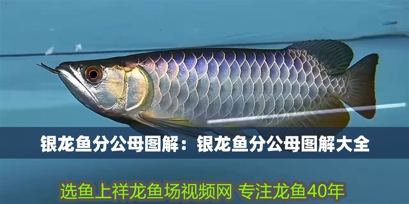 銀龍魚分公母圖解：銀龍魚分公母圖解大全
