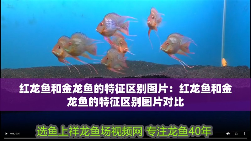 紅龍魚和金龍魚的特征區別圖片：紅龍魚和金龍魚的特征區別圖片對比