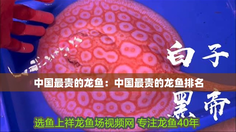 中國最貴的龍魚：中國最貴的龍魚排名