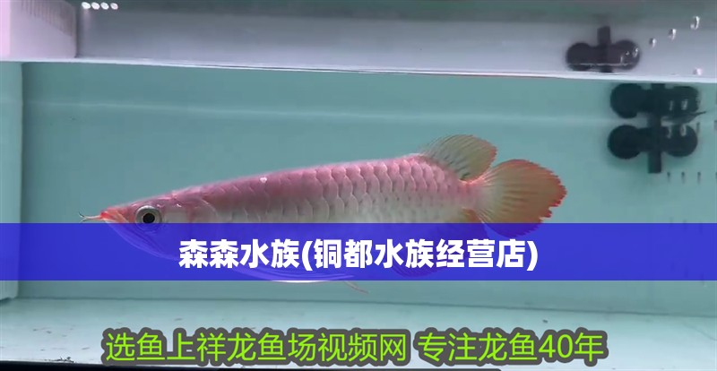 森森水族(銅都水族經(jīng)營店)