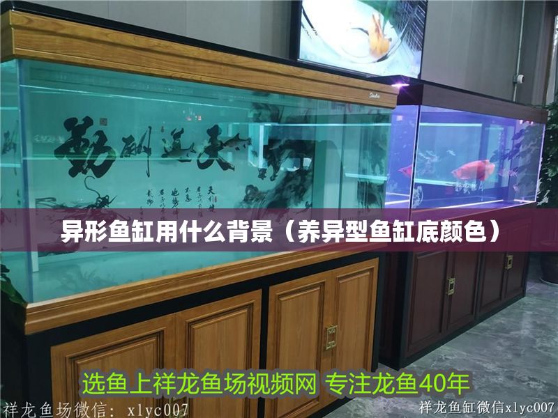 異形魚缸用什么背景（養異型魚缸底顏色） 異形魚缸用什么背景（養異型魚缸底顏色） 龍魚百科 第1張