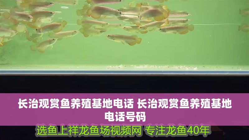 長治觀賞魚養殖基地電話 長治觀賞魚養殖基地電話號碼