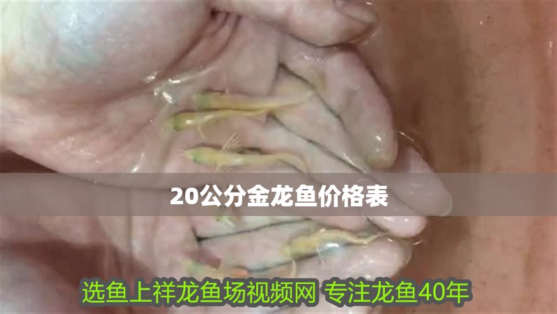 20公分金龍魚價格表