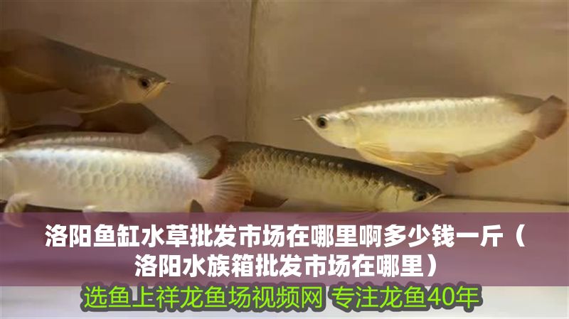 洛陽魚缸水草批發市場在哪里啊多少錢一斤（洛陽水族箱批發市場在哪里）