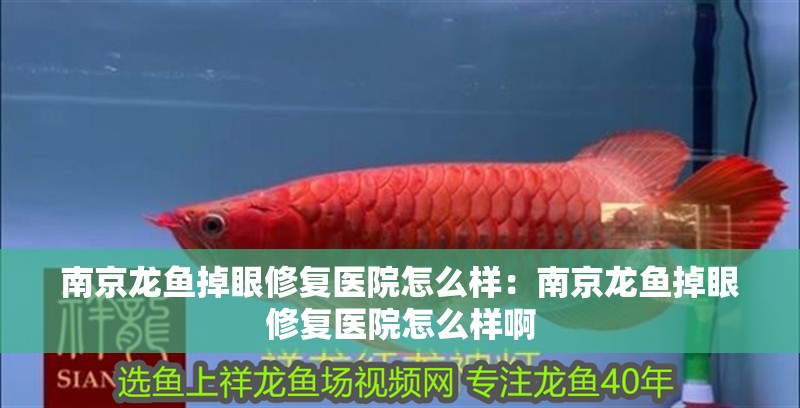 南京龍魚掉眼修復醫院怎么樣：南京龍魚掉眼修復醫院怎么樣啊 南京龍魚掉眼修復醫院怎么樣：南京龍魚掉眼修復醫院怎么樣啊 水族問答