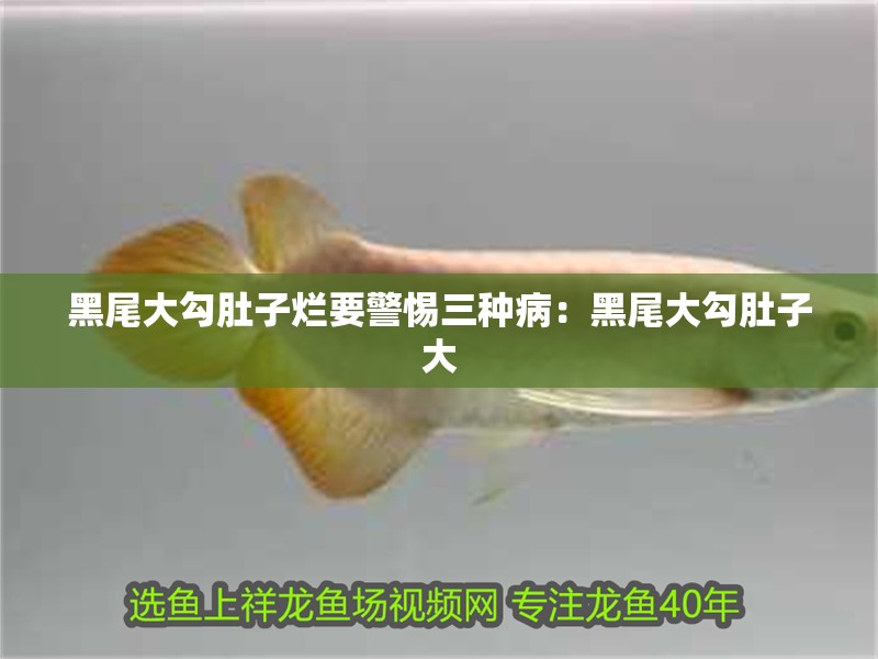 黑尾大勾肚子爛要警惕三種病：黑尾大勾肚子大