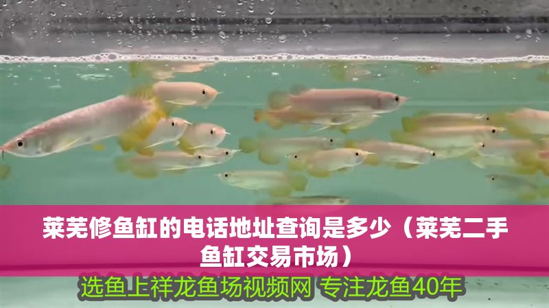 萊蕪修魚缸的電話地址查詢是多少（萊蕪二手魚缸交易市場）