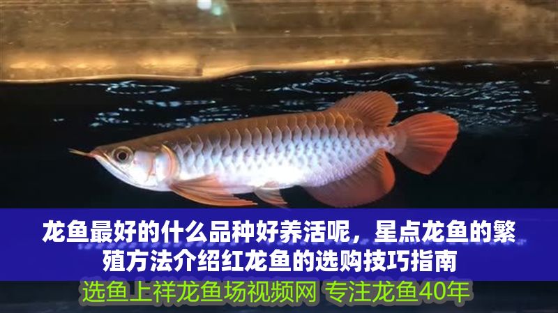 龍魚最好的什么品種好養活呢，星點龍魚的繁殖方法介紹紅龍魚的選購技巧指南
