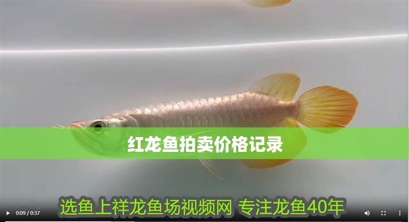 紅龍魚拍賣價格記錄
