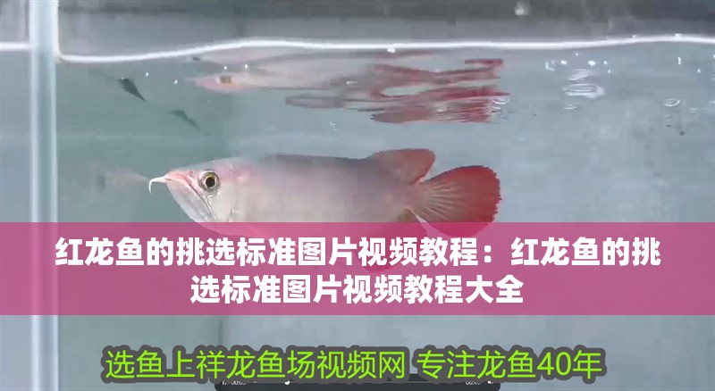 紅龍魚的挑選標準圖片視頻教程：紅龍魚的挑選標準圖片視頻教程大全