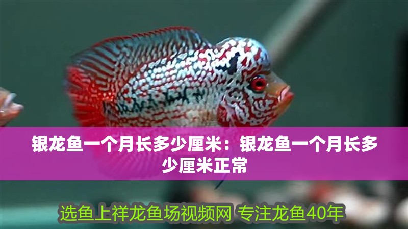 銀龍魚一個月長多少厘米：銀龍魚一個月長多少厘米正常