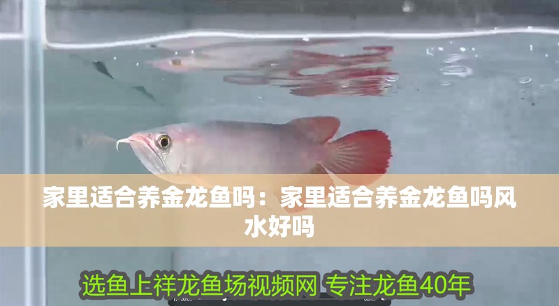 家里適合養金龍魚嗎：家里適合養金龍魚嗎風水好嗎