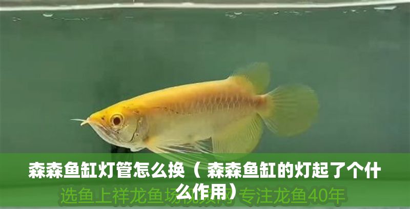 森森魚缸燈管怎么換（ 森森魚缸的燈起了個什么作用）