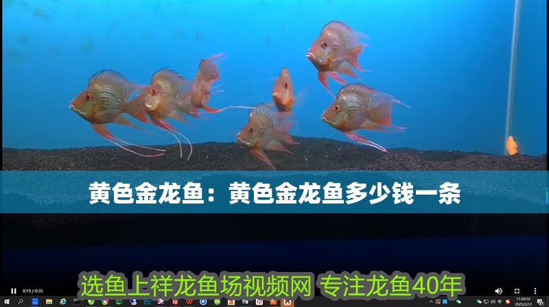 黃色金龍魚：黃色金龍魚多少錢一條 黃色金龍魚：黃色金龍魚多少錢一條 水族問答