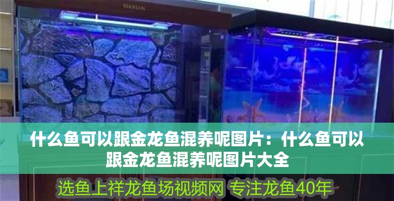 什么魚可以跟金龍魚混養(yǎng)呢圖片：什么魚可以跟金龍魚混養(yǎng)呢圖片大全