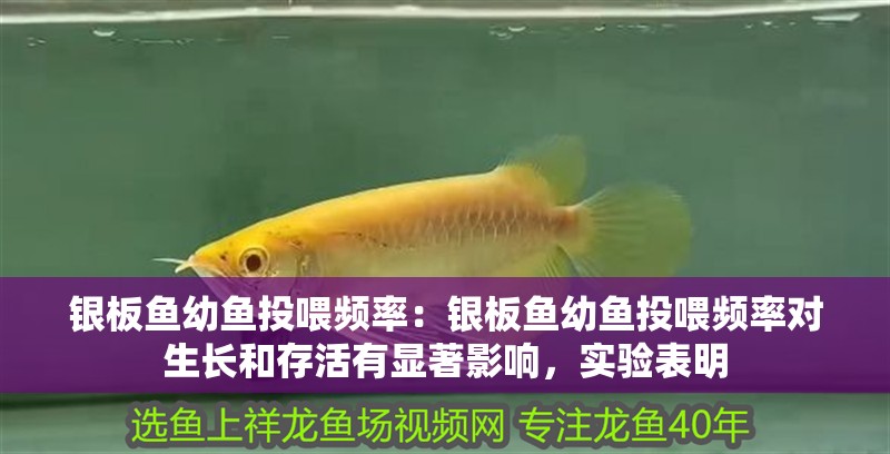 銀板魚(yú)幼魚(yú)投喂頻率：銀板魚(yú)幼魚(yú)投喂頻率對(duì)生長(zhǎng)和存活有顯著影響，實(shí)驗(yàn)表明