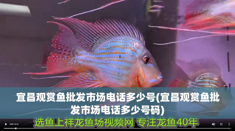 宜昌觀賞魚批發市場電話多少號(宜昌觀賞魚批發市場電話多少號碼)