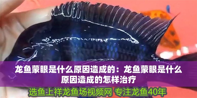 龍魚蒙眼是什么原因造成的：龍魚蒙眼是什么原因造成的怎樣治療