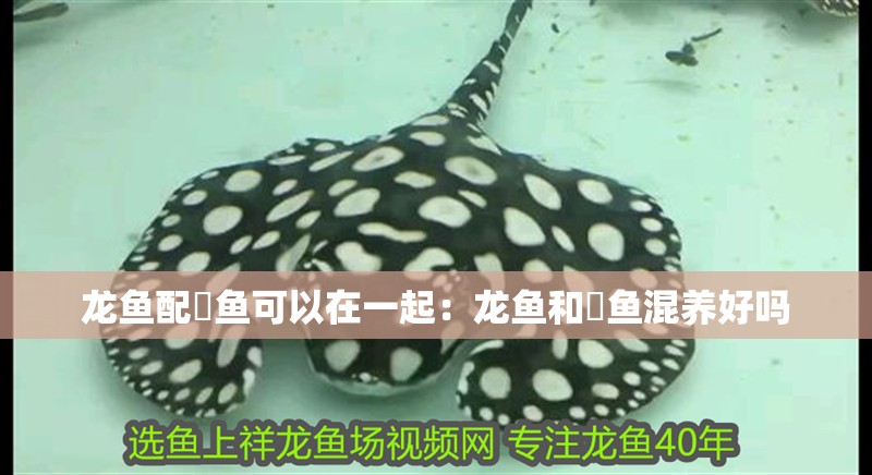 龍魚配魟魚可以在一起：龍魚和魟魚混養好嗎