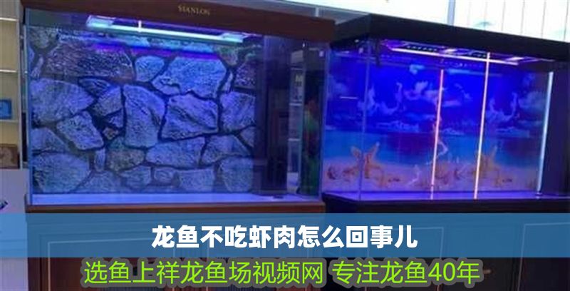 龍魚不吃蝦肉怎么回事兒 龍魚不吃蝦肉怎么回事兒 龍魚百科 第2張