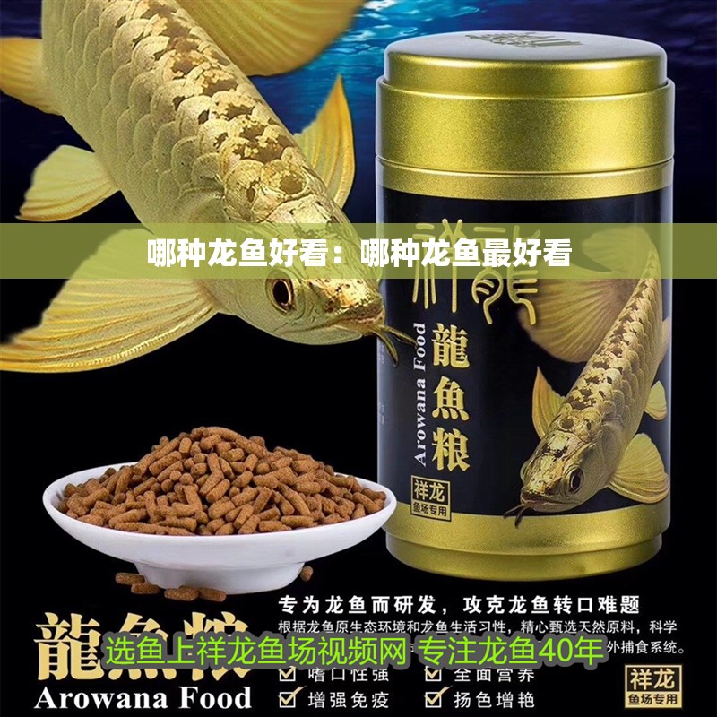 哪種龍魚好看:哪種龍魚最好看 水族問答 哪種龍魚好看:哪種龍魚最好看 哪種龍魚好看:哪種龍魚最好看 水族問答