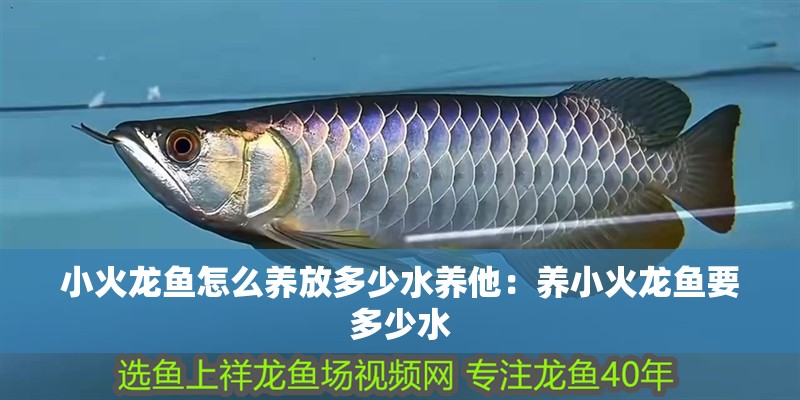 小火龍魚怎么養放多少水養他：養小火龍魚要多少水