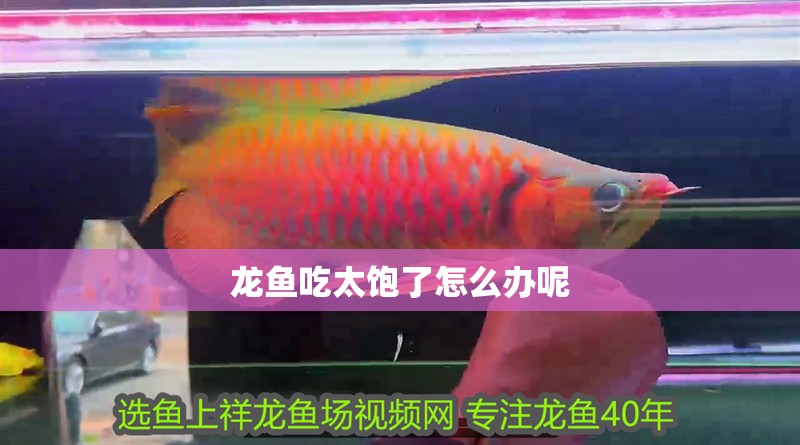龍魚吃太飽了怎么辦呢
