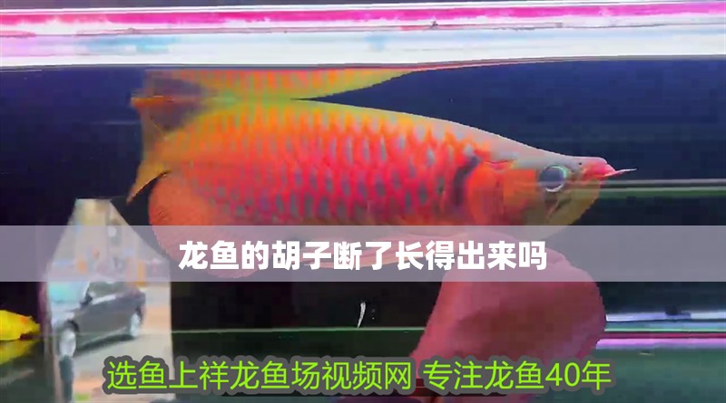 龍魚的胡子斷了長得出來嗎