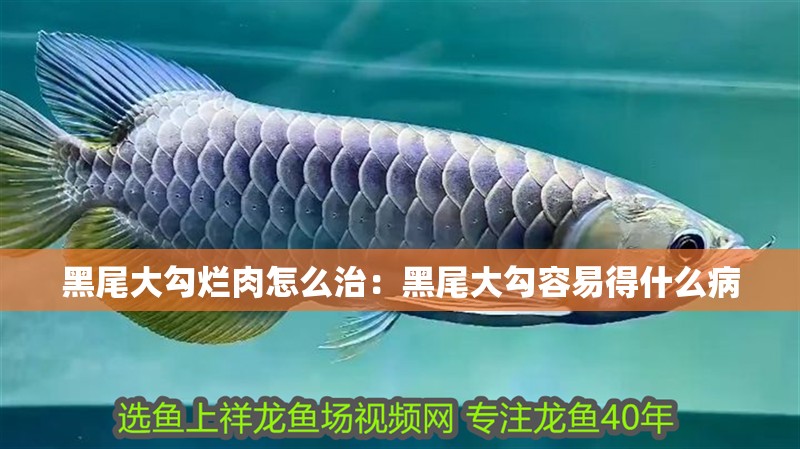 黑尾大勾爛肉怎么治：黑尾大勾容易得什么病