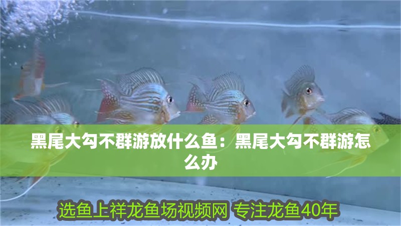 黑尾大勾不群游放什么魚:黑尾大勾不群游怎么辦 龍魚百科 第2張 黑尾大勾不群游放什么魚:黑尾大勾不群游怎么辦 黑尾大勾不群游放什么魚:黑尾大勾不群游怎么辦 龍魚百科 第2張