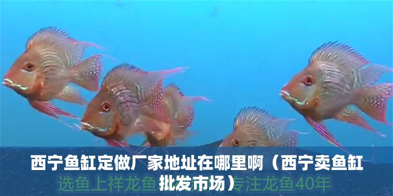 西寧魚缸定做廠家地址在哪里啊（西寧賣魚缸批發(fā)市場）