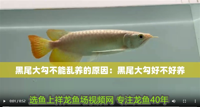 黑尾大勾不能亂養(yǎng)的原因：黑尾大勾好不好養(yǎng)