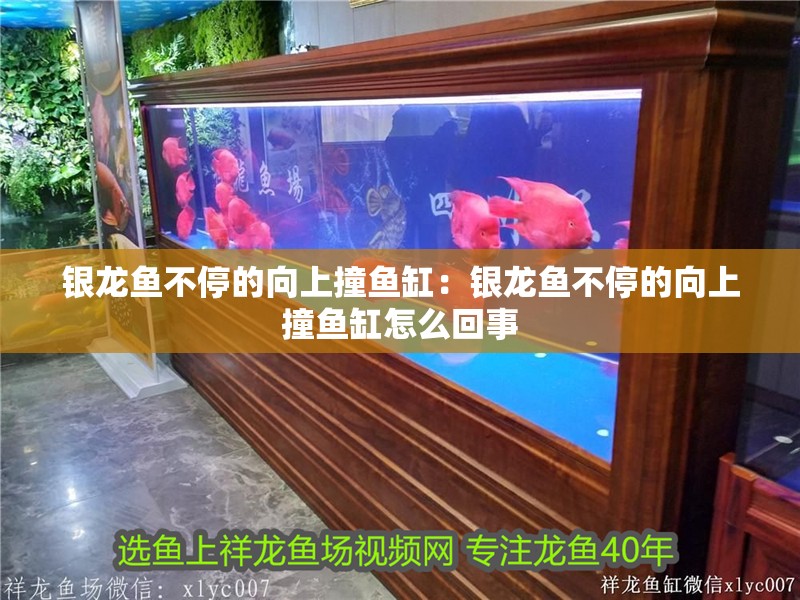 銀龍魚不停的向上撞魚缸：銀龍魚不停的向上撞魚缸怎么回事