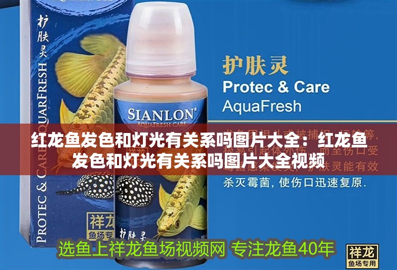 紅龍魚發色和燈光有關系嗎圖片大全：紅龍魚發色和燈光有關系嗎圖片大全視頻