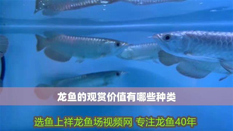 龍魚的觀賞價值有哪些種類