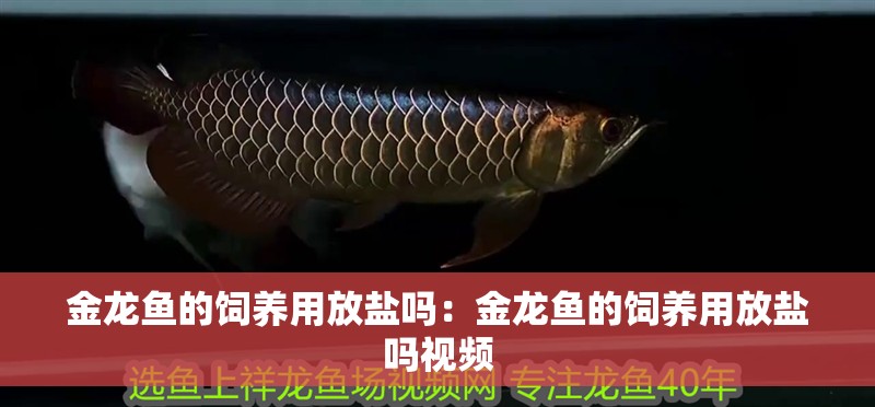 金龍魚的飼養(yǎng)用放鹽嗎：金龍魚的飼養(yǎng)用放鹽嗎視頻 金龍魚的飼養(yǎng)用放鹽嗎：金龍魚的飼養(yǎng)用放鹽嗎視頻 水族問答